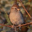 Rufous-winged Sparrow